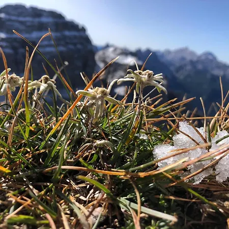 Zummer Frei Dolomites Terrace