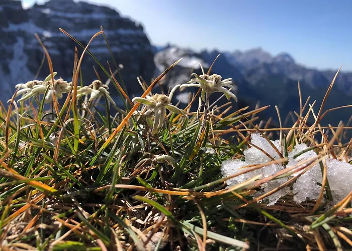 Zummer Frei Dolomites Terrace