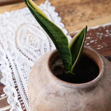 Zummer Frei * Pieve di Cadore